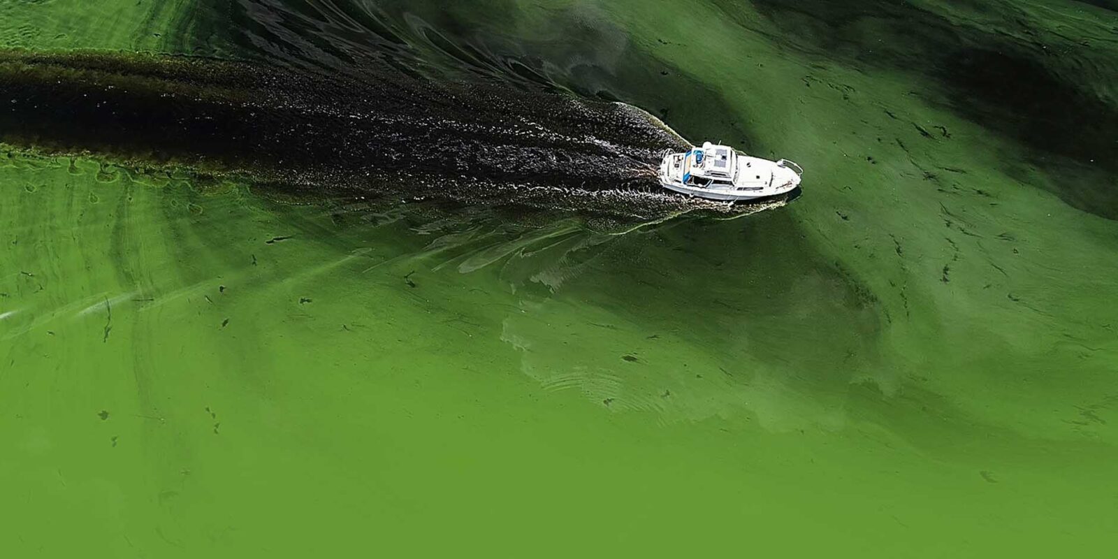 Water temperature found to not impact blue-green algae blooms