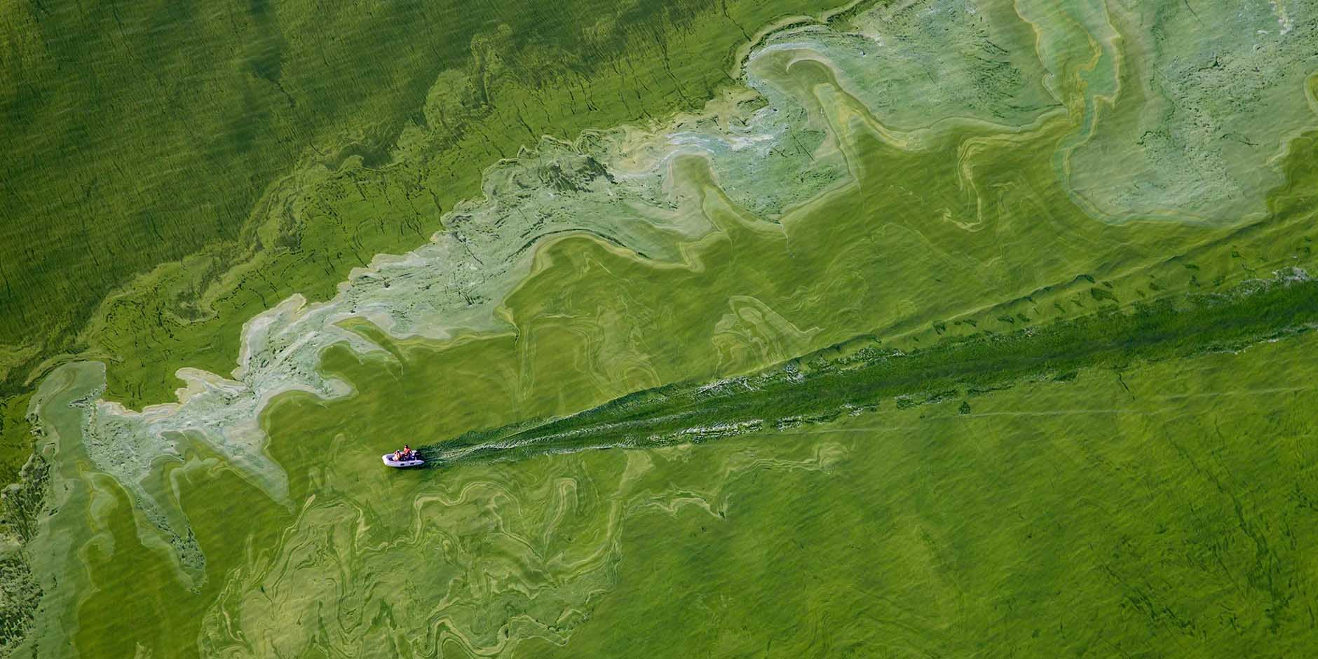 US Plagued by Hundreds of Toxic Algae Bloom Outbreaks in 2021